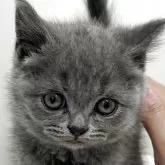 ブリティッシュショートヘア