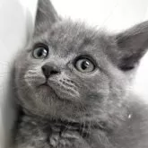 ブリティッシュショートヘア