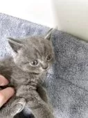 ブリティッシュショートヘア【愛知県・男の子・2025年9月28日・ブルー】の写真3