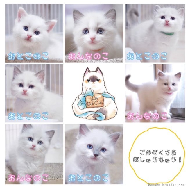 櫻井純子ブリーダーのブログ：ご家族様☆募集中