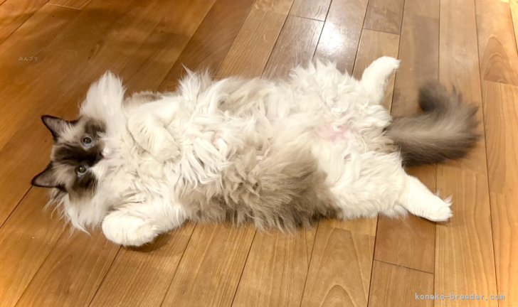 櫻井純子ブリーダーのブログ：くまちゃん♡ゴロンの巻