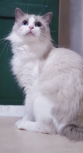 櫻井純子ブリーダーのブログ：🌸ユキちゃんLOVE🌸