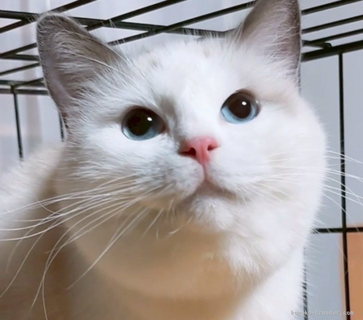 櫻井純子ブリーダーのブログ：次は、ふぅちゃんの番です🍼