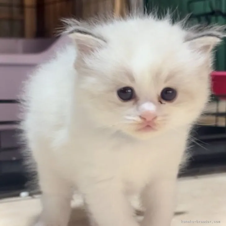 ID：2311-01666の子猫