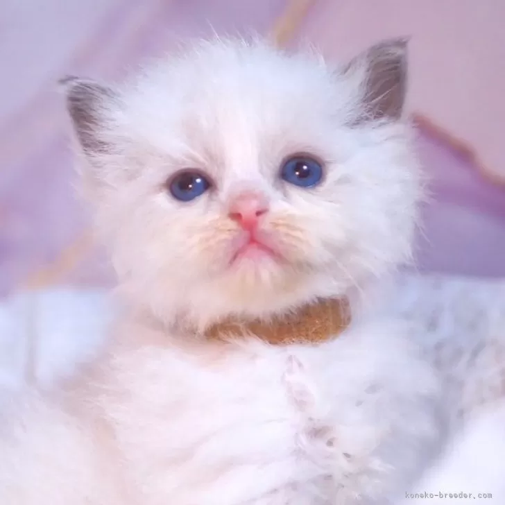 ID:2401-00016の子猫