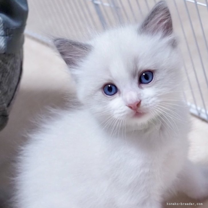 はな 様のお迎えした子猫