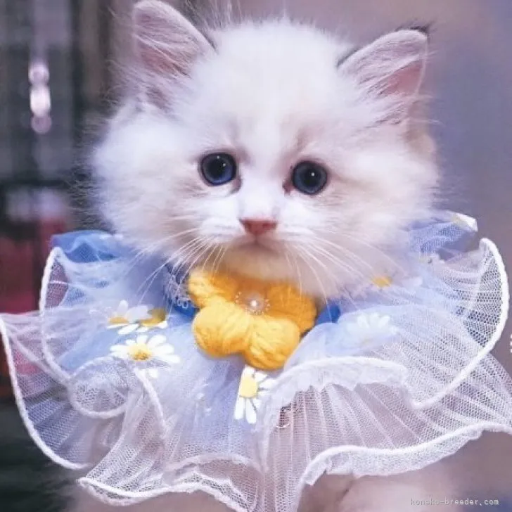 ID：2306-03279の子猫