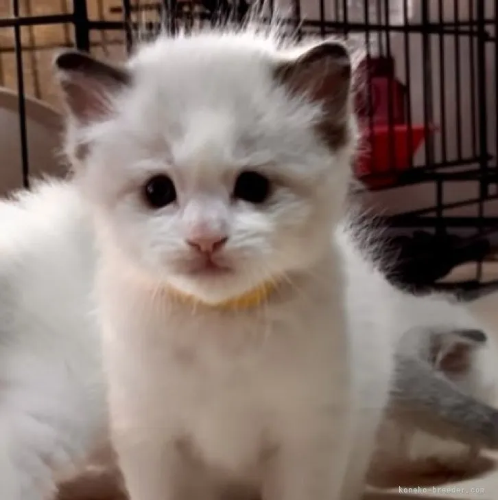 ID：2311-01665の子猫