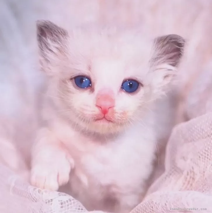 ID：2401-00010の子猫