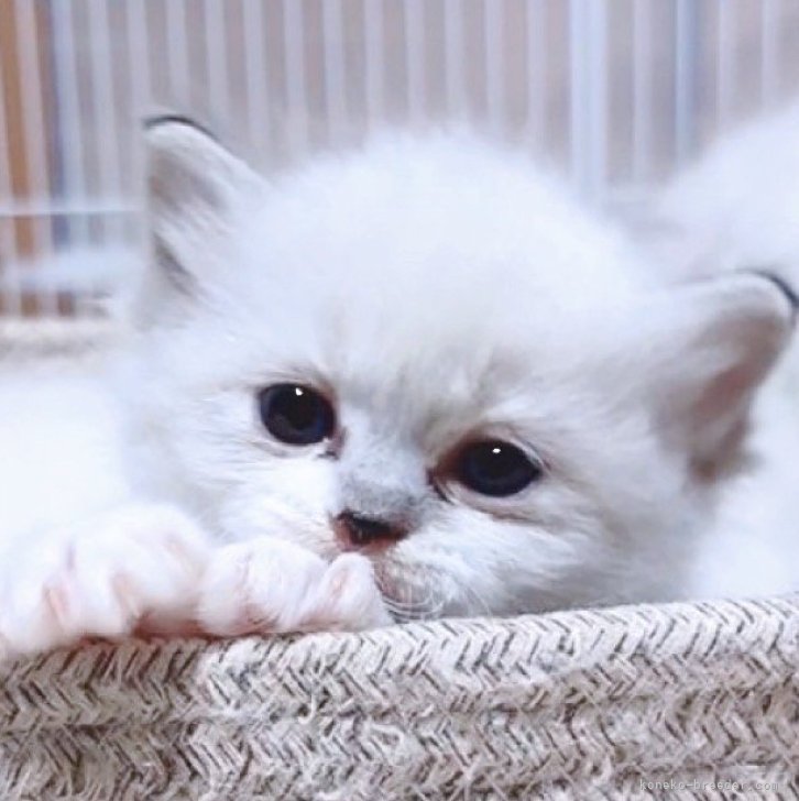 マリ 様のお迎えした子猫