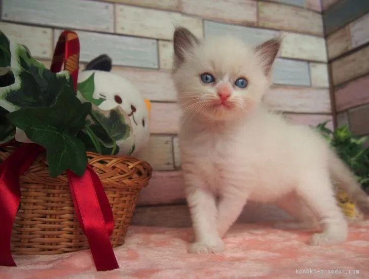 ID：2206-00993の子猫