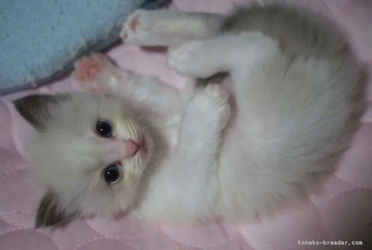 ID:2208-00438の子猫