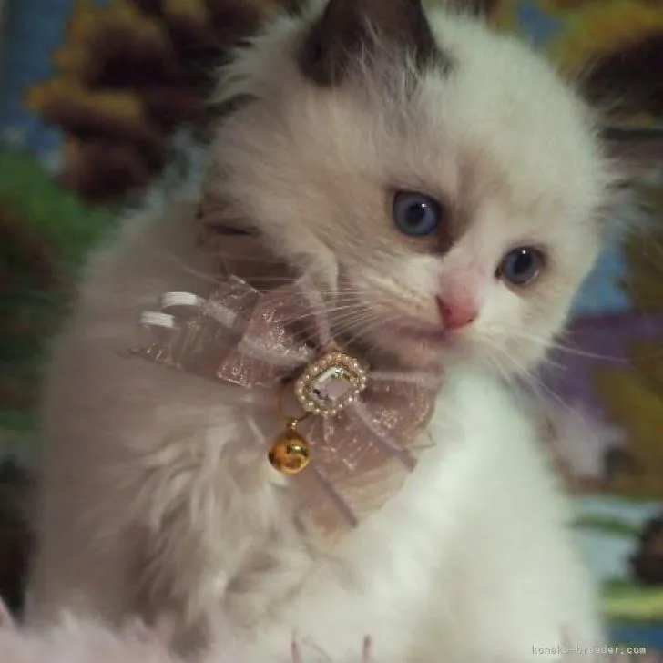 ID：2212-01929の子猫