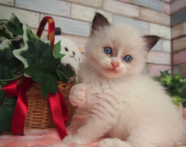 ID:2206-00995の子猫