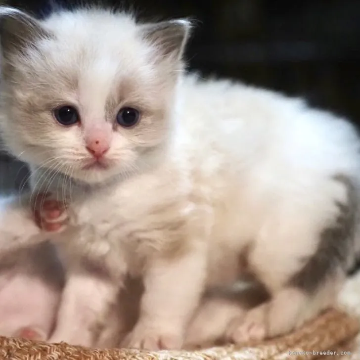 ID：2304-01134の子猫
