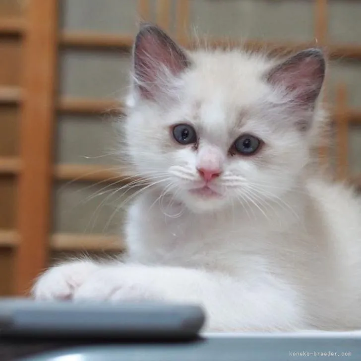 ID：2208-00439の子猫