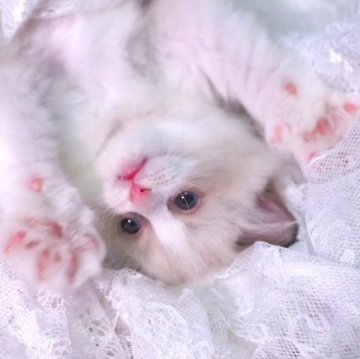 ラグドール【岐阜県・男の子・2023年6月1日・シールポイントバイカラー】の写真「⭐️総額¥150,000・ワクチン代込み⭐️」
