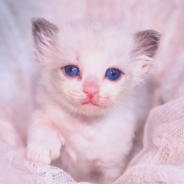ラグドール【岐阜県・男の子・2023年12月7日・シールポイントバイカラー】の写真「末っ子小さめボディですが食欲旺盛😋抱っこ大大好き」