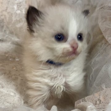 ラグドール【岐阜県・女の子・2023年12月7日・シールポイントバイカラー】の写真「大きなお目々が魅力的🤩
美しいお顔立ちの女の子」