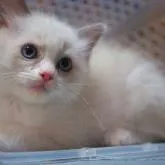 ラグドール【岐阜県・男の子・2022年5月2日・ブルーポイントバイカラー】の写真1