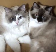 ラグドール【・女の子・2020年10月6日・シールポイントバイカラー】「仲良し❣️ラブです💕」