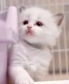 ラグドール【岐阜県・女の子・2024年8月6日・ブルーポイントバイカラー】の写真3「かわいいかくれんぼ　隠れてます🫣」