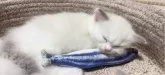 ラグドール【岐阜県・男の子・2024年9月1日・ブルーポイントバイカラー】の写真4