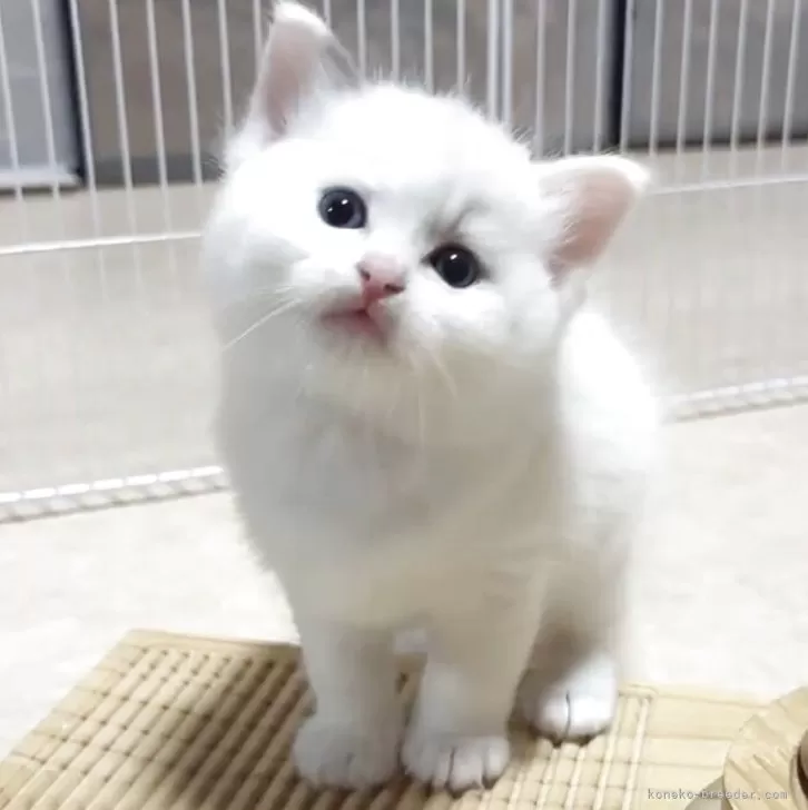 ID:2505-03008の子猫