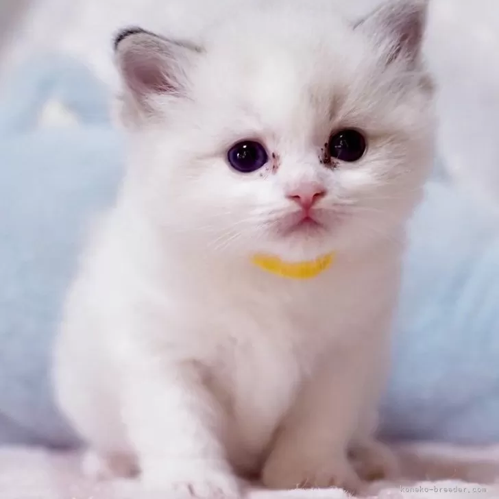 ID:2508-01053の子猫