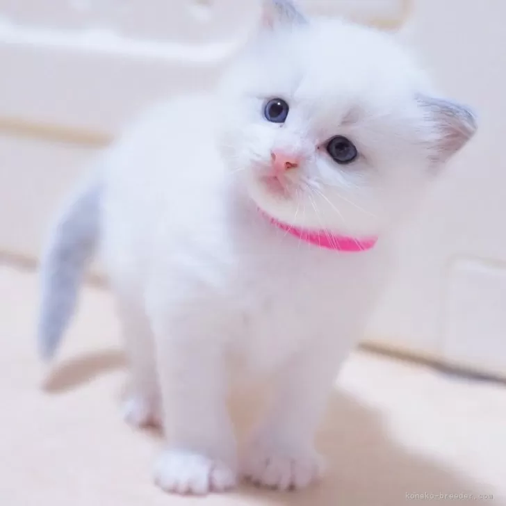 さすけ 様のお迎えした子猫