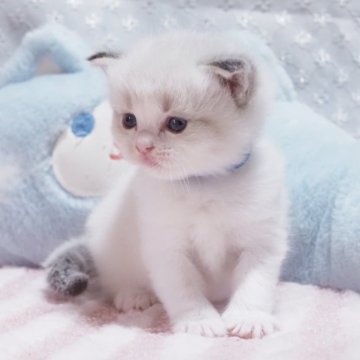ラグドール【岐阜県・女の子・2025年4月25日・シールリンクスポイントバイカラー】の写真「お遊び上手な女の子🎀」