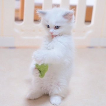 ラグドール【岐阜県・女の子・2026年4月10日・ブルーポイントバイカラー】の写真「ケージを開けると喜んで飛び出てきます♪」