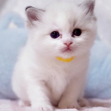 ラグドール【岐阜県・女の子・2025年7月9日・シールリンクスポイントバイカラー】の写真「とってもかわいい女の子🎀」