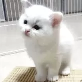 ラグドール【岐阜県・男の子・2025年4月25日・ブルーリンクスポイントバイカラー】の写真2