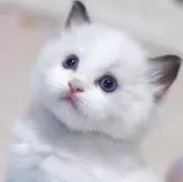 ラグドール【岐阜県・男の子・2025年9月12日・シールポイントバイカラー】の写真5