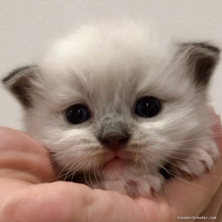 ID：2308-00468の子猫