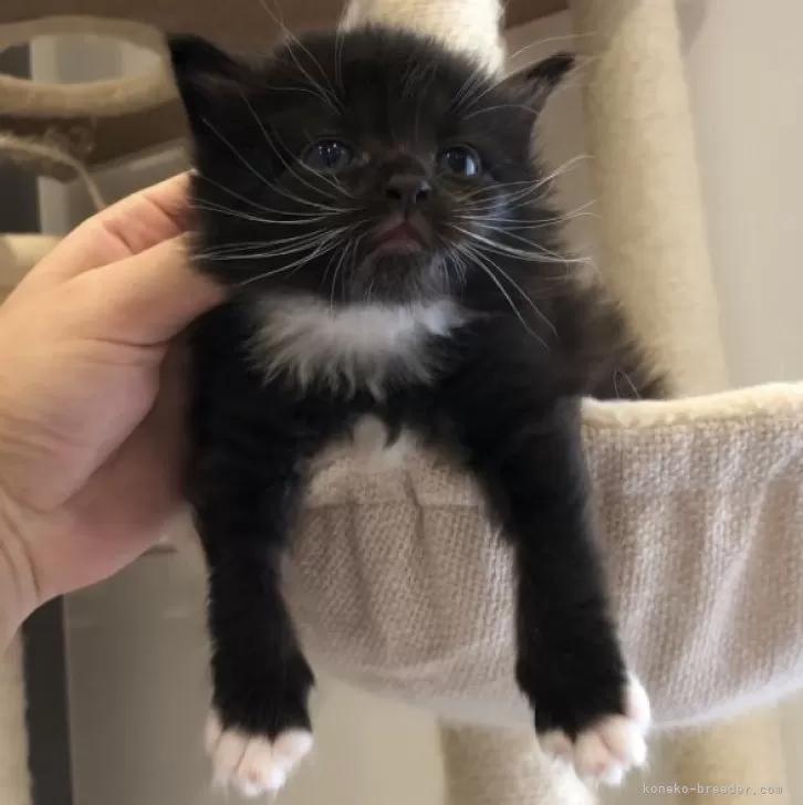 Y.F 様のお迎えした子猫