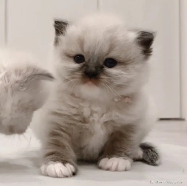 ID：2311-01287の子猫