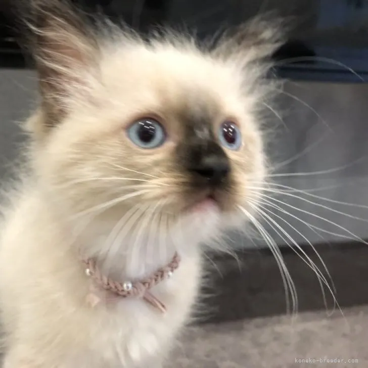 ID:2306-02064の子猫