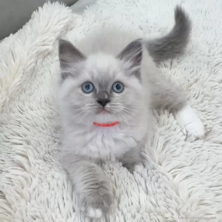 ラグドール【東京都・男の子・2024年5月22日・ブルーポイントミテッド】の写真1「立派な前足✨️骨格✨️」