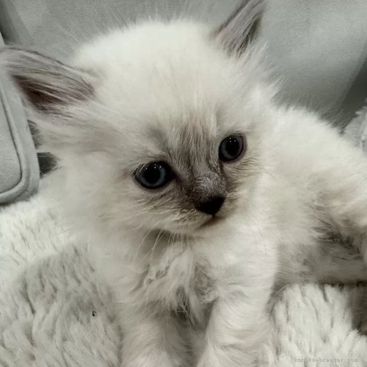 ID:2401-01918の子猫