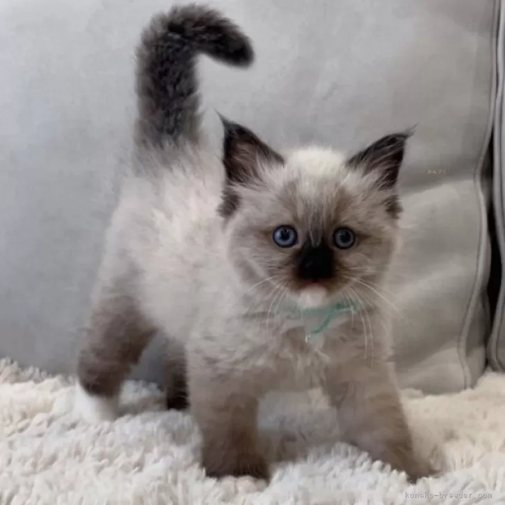 ID:2406-02813の子猫