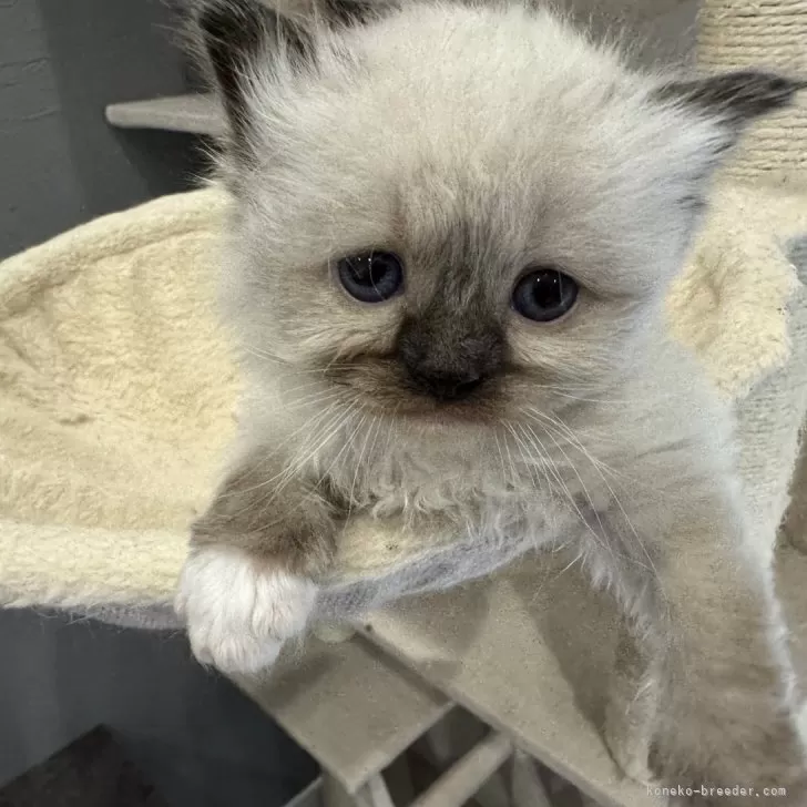 ID:2403-00220の子猫