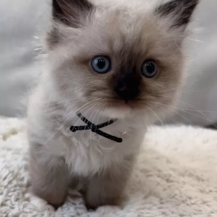 ID：2406-02604の子猫