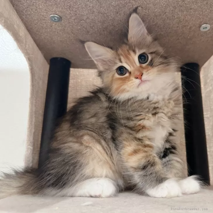 ID：2407-00680の子猫