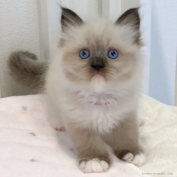 ID:2308-00522の子猫
