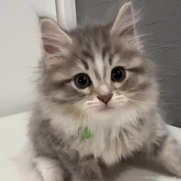 ID：2507-03387の子猫