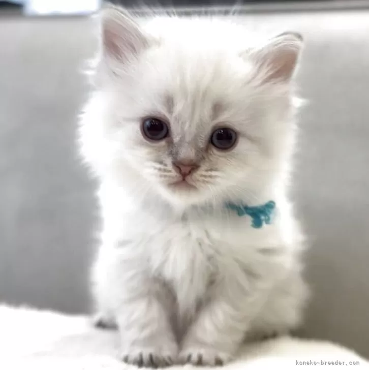 ID：2505-00947の子猫