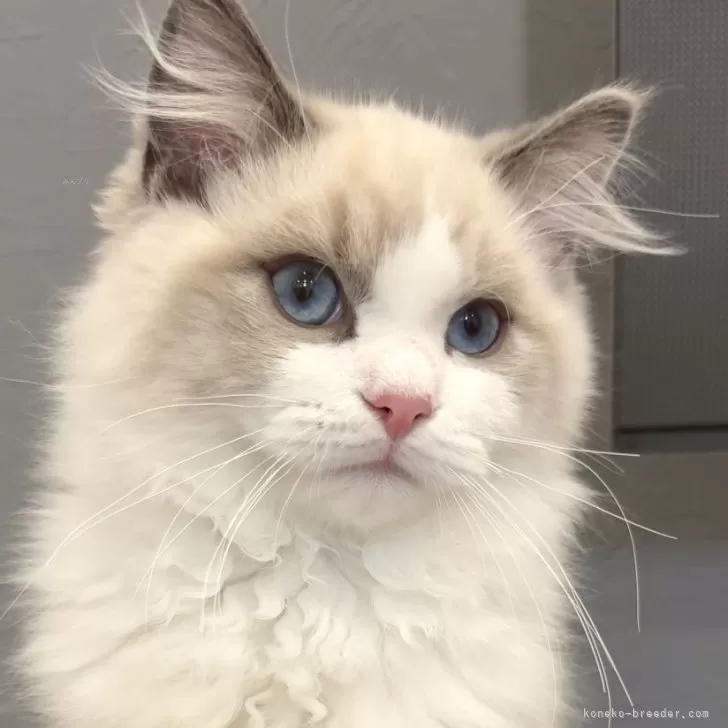 CS 様のお迎えした子猫