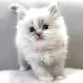 サイベリアン
